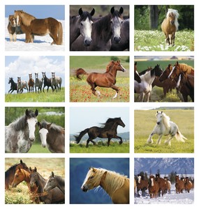 Triumph Calendars Horses Calendar month image