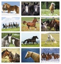 Triumph Calendars Horses Calendar month image