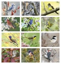 Triumph Calendars Birds Calendar month image