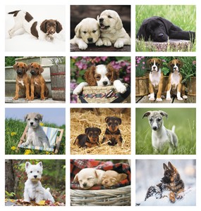 Triumph Calendars Puppies Calendar month image