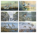 Triumph Calendars North American Waterfowl Calendar month image