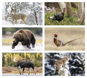 Triumph Calendars Wildlife Calendar month image