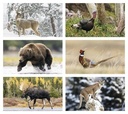 Triumph Calendars Wildlife Calendar month image