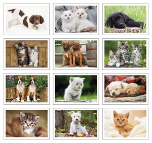 Triumph Calendars Puppies & Kittens Pocket Calendar month image