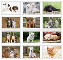 Triumph Calendars Puppies & Kittens Pocket Calendar month image
