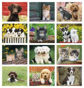 Good Value Puppies & Kittens - Spiral Calendar month image