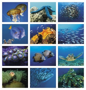 Good Value Ocean Glory - Spiral Calendar month image