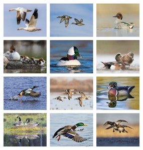 Good Value Waterfowl - Spiral Calendar month image