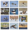 Good Value Waterfowl - Spiral Calendar month image