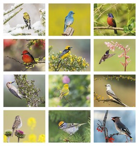 Good Value Birds of North America - Stapled Calendar month image