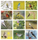 Good Value Birds of North America - Stapled Calendar month image