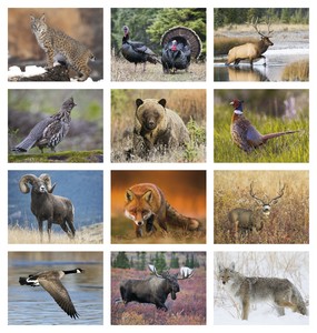 Good Value Wildlife Portraits - Stapled Calendar month image