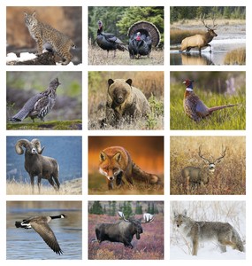 Good Value Wildlife Portraits - Window Calendar month image