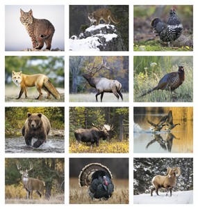 HotLine Products Wildlife Appointment Calendar - Stapled month image