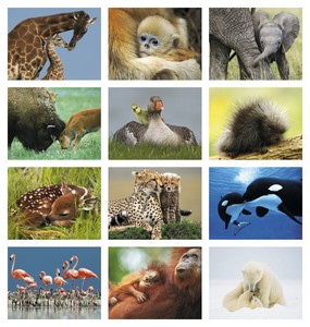 HotLine Products Animal Babies Appointment Calendar - Stapled month image