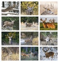 HotLine Products Trophy Whitetail Deer Appointment Calendar - Stapled month image