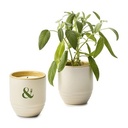 Modern Sprout® Garden Vibes Candle/Planter - Golden Moments-Sage