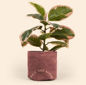 Continued Mary Jane Plant Bag (Corduroy)