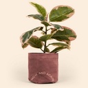 Continued Mary Jane Plant Bag (Corduroy)