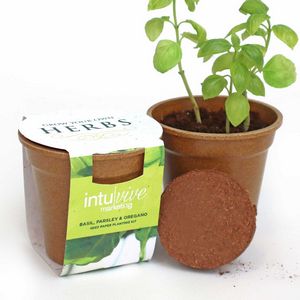 [HSP4568] Herb Seed Paper Sprouter Kits