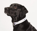 Full Color 1'' Wide Adjustable Pet Collar